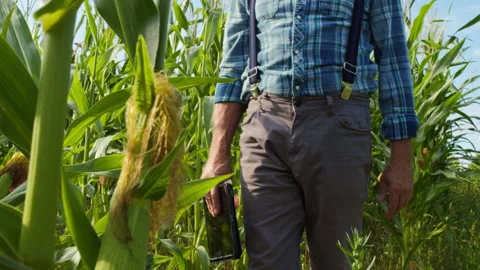 Farmer walking through cornfield, holding gadget tablet. Man gardener going Stock Footage 158393041