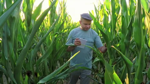 Farmer Walking Through Cornfield at sunset Stock Footage 54761013