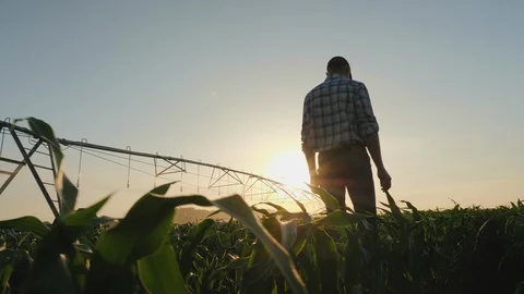 Farmer walking through a cornfield at sunset Stock Footage 110910441