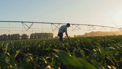 Farmer walking through a cornfield at sunset Stock Footage 110910692