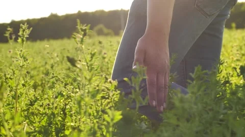 Farmer walking through field and touching green plants with his hand Stock Footage 164100299