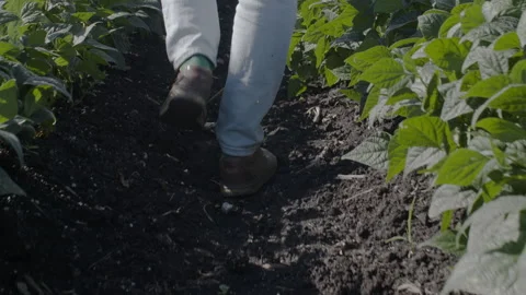 Farmer Walking Through Field And Harvesting Stock Footage 322024941