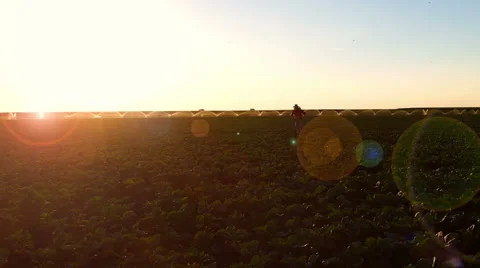 The farmer walking through the field of cauliflower during irrigation. Stock Footage 68178578
