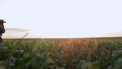 Farmer walking through a field of wheat and talking on the phone at sunrise Stock Footage 76997934