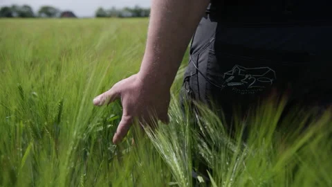 Farmer Walking Through Field Of Wheat Stock Footage 134588793