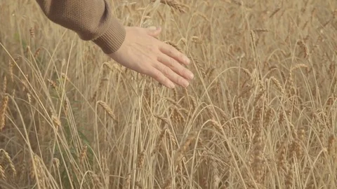 Farmer walking through golden wheat field and touching ears of ripe wheat. slow Stock Footage 80778315