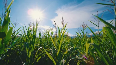 Farmer walking through green corn maize in agricultural plantation Stock Footage 164306399
