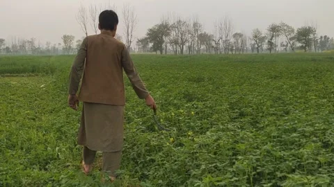 Farmer Walking Through Green Field Holding Sickle Stock Footage 331765925
