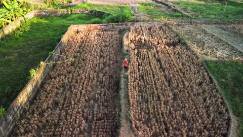 Farmer Walking Through Harvested Rice Paddies During the Tropical Farming Stock Footage 344089773