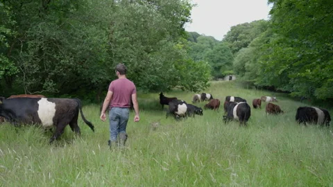 Farmer walking through herd of grazing cows Stock Footage 340547858