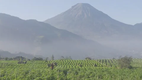 A farmer is walking through his fields carrying a bamboo basket on his shoulder. Stock Footage 279748366