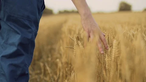 Farmer walking through his wheat fields while touching his wheat with his han Stock Footage 136877363