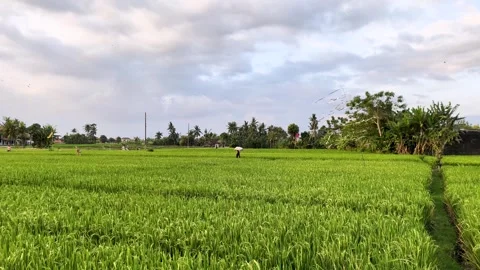 Farmer Walking Through Lush Green Agriculture Peacefully Rice Paddy Food Source Stock Footage 343395171