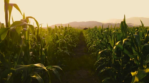 Farmer walking through maize corn in agricultural plantation in the evening Stock Footage 169829413