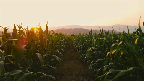 Farmer walking through maize corn in agricultural plantation in the evening Stock Footage 170559326