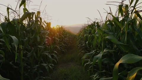 Farmer walking through maize corn in agricultural plantation in the evening Stock Footage 171122713