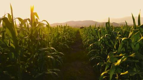 Farmer walking through maize corn in agricultural plantation in the evening Stock Footage 171270832