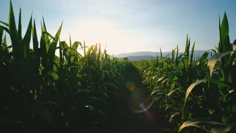 Farmer walking through maize corn in agricultural plantation in evening Stock Footage 171378471