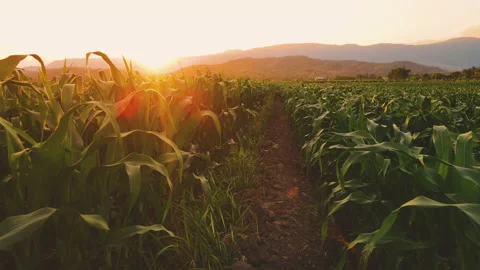 Farmer walking through maize corn in agricultural plantation in the evening Stock Footage 171761413
