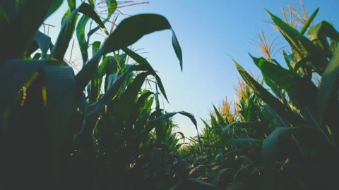 Farmer walking through maize corn in agricultural plantation in the evening Stock Footage 171824066
