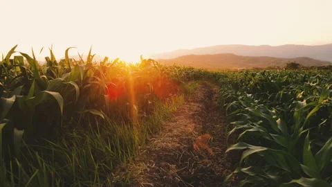 Farmer walking through maize corn in agricultural plantation in the evening Stock Footage 172525136