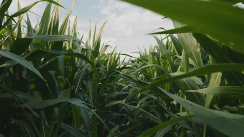 Farmer walking through maize corn in agricultural plantation in day Stock Footage 197393422