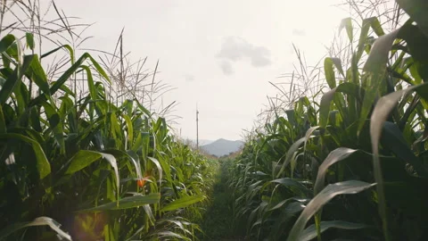 Farmer walking through maize corn in agricultural plantation in day Stock Footage 208426118