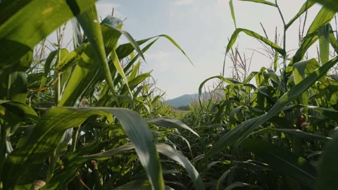 Farmer walking through maize corn in agricultural plantation in day Stock Footage 219773006