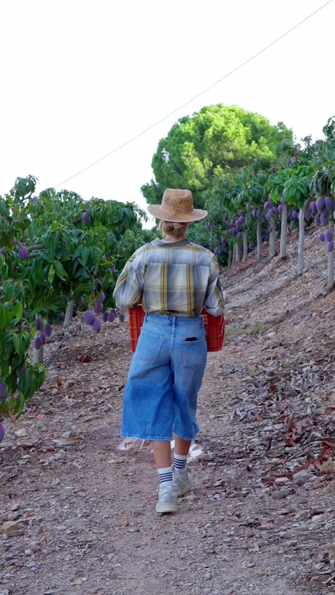 Farmer walking through a mango plantation carrying a crate for harvesting fruit Stock Footage 344570647