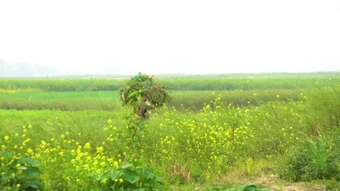 Farmer walking through Mustard field with large bundle harvested crop on his Stock Footage 345046515