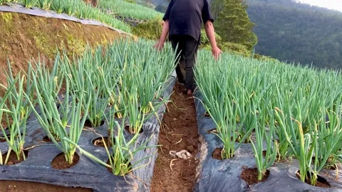 Farmer Walking Through Onion Field on Terraced Hillside Stock Footage 331871544