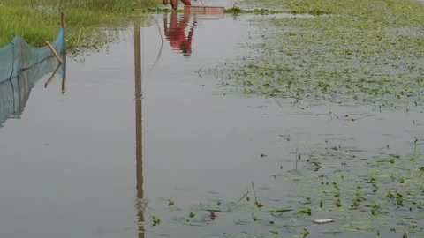 Farmer walking through paddy field Vídeo Stock 329402853