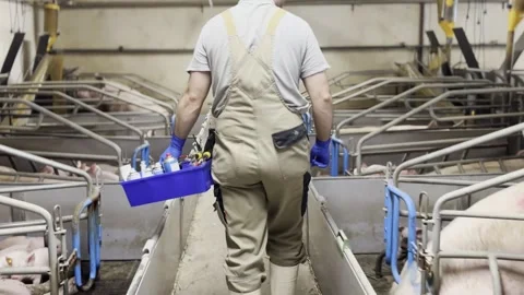 Farmer walking through pig facility Stock-Footage 335598698