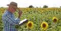 Farmer Walking Through Plantation Sunflower Field Countryside Man Work Land Crop 4k or 4k+ Resolution
