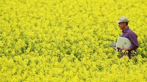 Farmer walking through a rape field holding a laptop; Full HD Photo JPEG Stock Footage 8661027