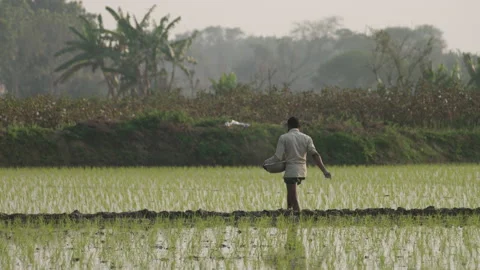 Farmer Walking Through Rice Paddy, Bangladesh Stock Footage 142021397