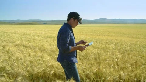Farmer walking through a ripening wheat field inspecting a stalk of wheat and ch Stock Footage 163162071