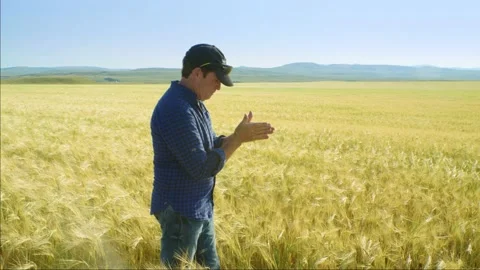 Farmer walking through a ripening wheat field inspecting a stalk of wheat and an Stockbeeldmateriaal 163162091