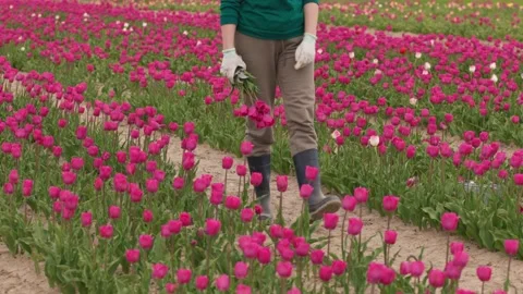 Farmer walking through rows bright pink tulip flowers, tulips field farm Stock Footage 201671440