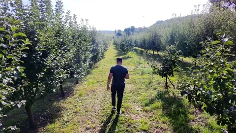 Farmer walking through rows of trees in orchard Stock Footage 287248981