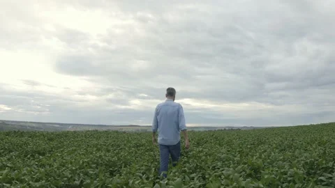 Farmer walking through soybean field plantation. Vídeo Stock 131883109