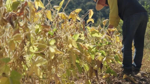 Farmer Walking Through Soybean Field from Behind 動画素材 347514166