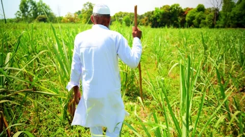 Farmer Walking Through Sugarcane Field Stock Footage 293569314