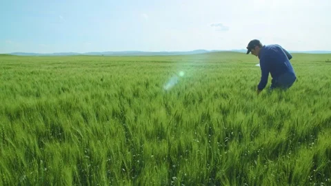 Farmer walking through vast wheat field and picking wheat stalk to inspect while Stockbeeldmateriaal 163162026