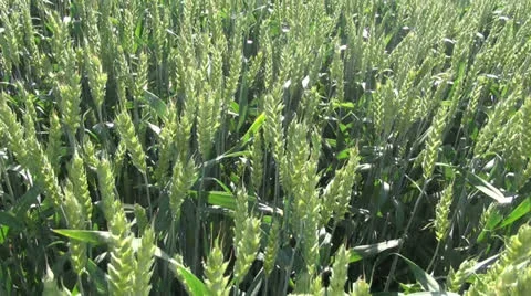 Farmer walking through  wheat field Stock Footage 24899174
