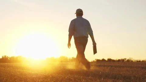 Farmer walking through wheat field in rubber boots, , agriculture, business of Stock Footage 305745344