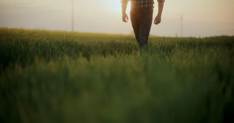 Farmer Walking Through Wheat Field at Sunset Closeup Stock Footage 308242495