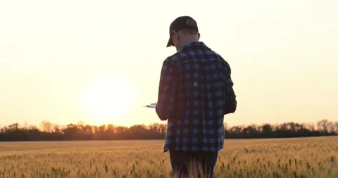 Farmer walking through wheat field during golden hour holding document folder Stock Footage 312052983