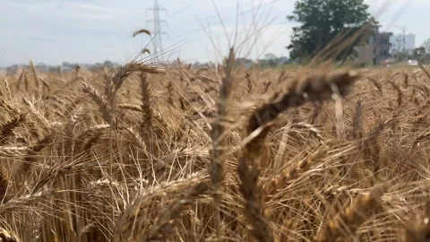 Farmer Walking Through Wheat Field | Harvest Season Concept Stock Footage 332231373