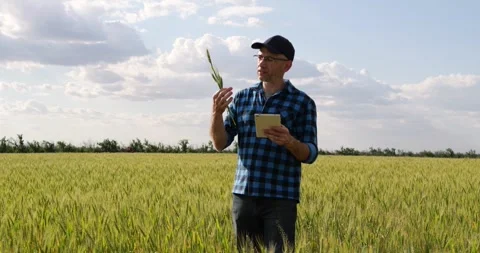 Farmer walking through wheat field with tablet, monitoring crop growth and Stock Footage 344999967